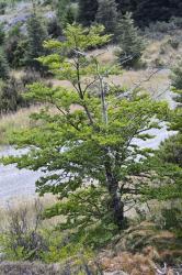Nothofagus antarctica: small tree with leaves (early February).
 Image: K.A. Ford © Landcare Research 2015 CC BY 3.0 NZ
